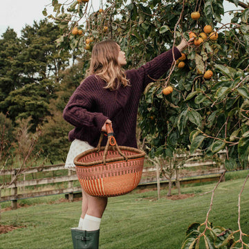 Person picking fruit from a tree in an orchard